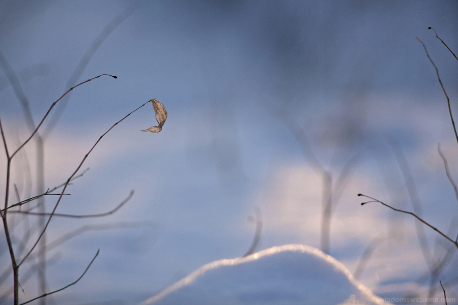 Abstract Art By Nature