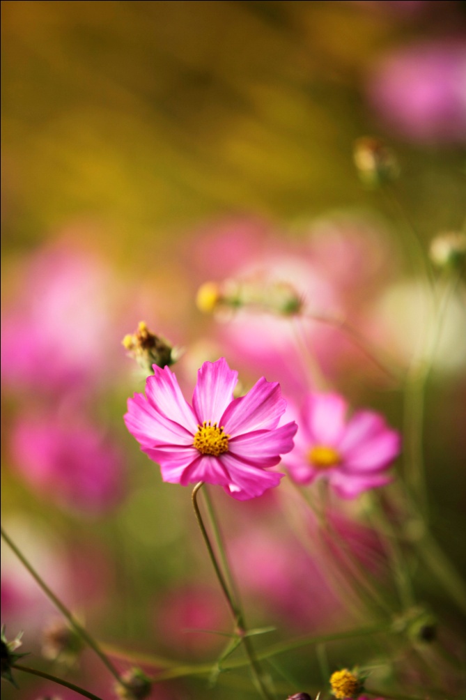 A Million Flowers, Bloom.