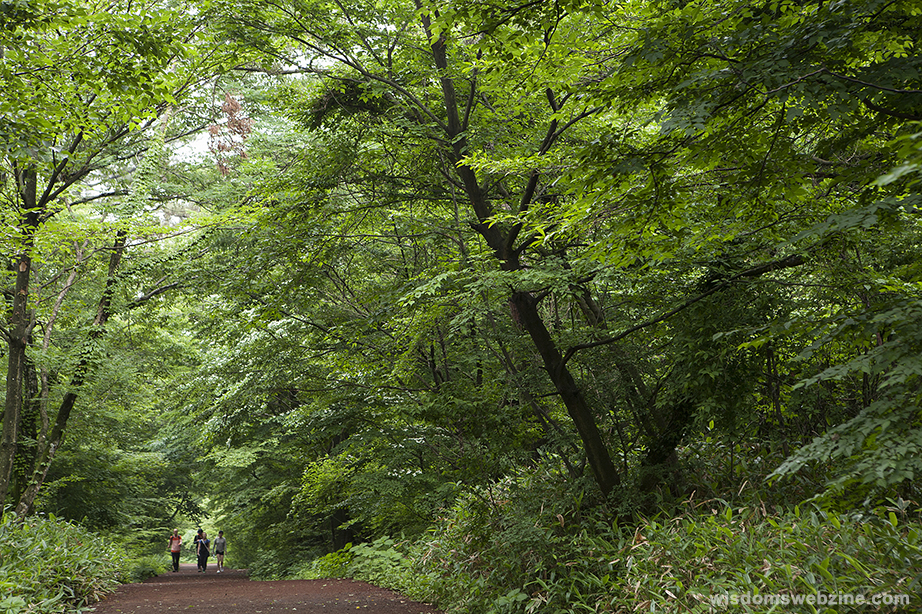 Let’s Go To Forests