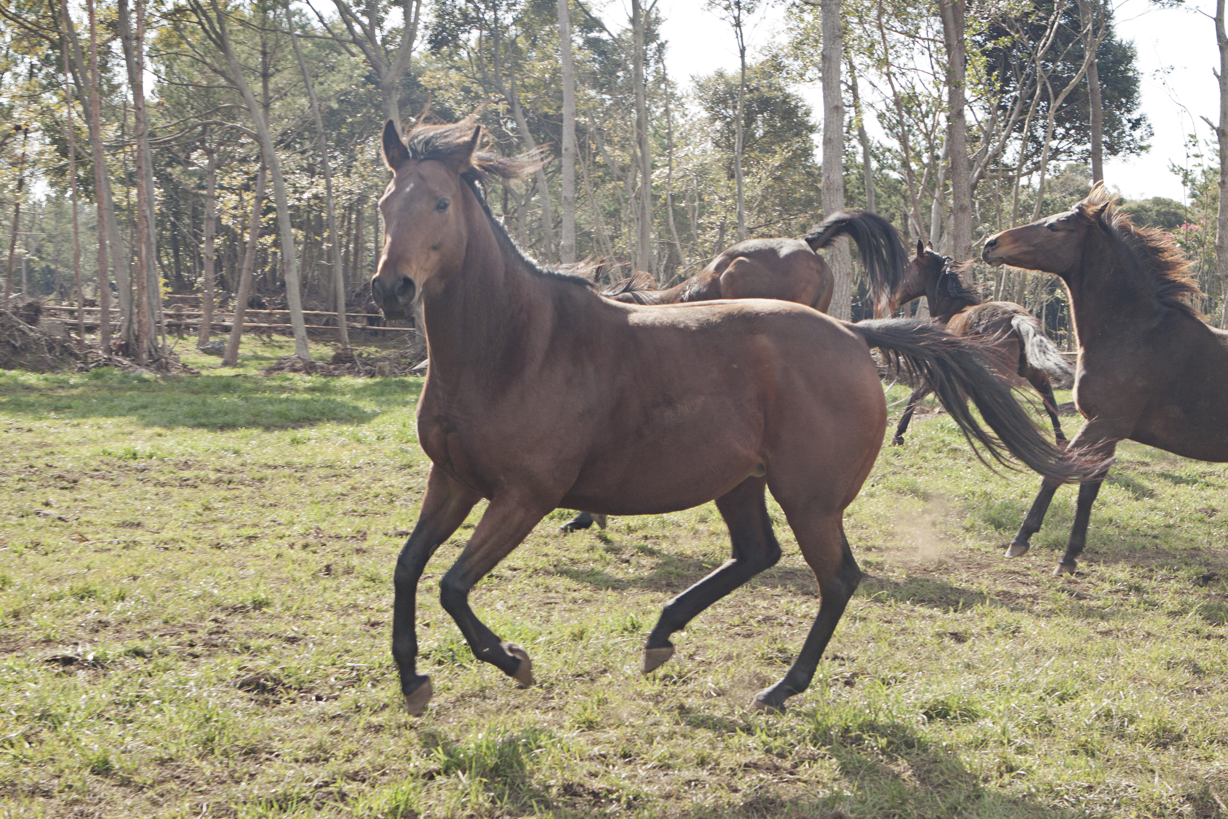 Run, Like A Horse